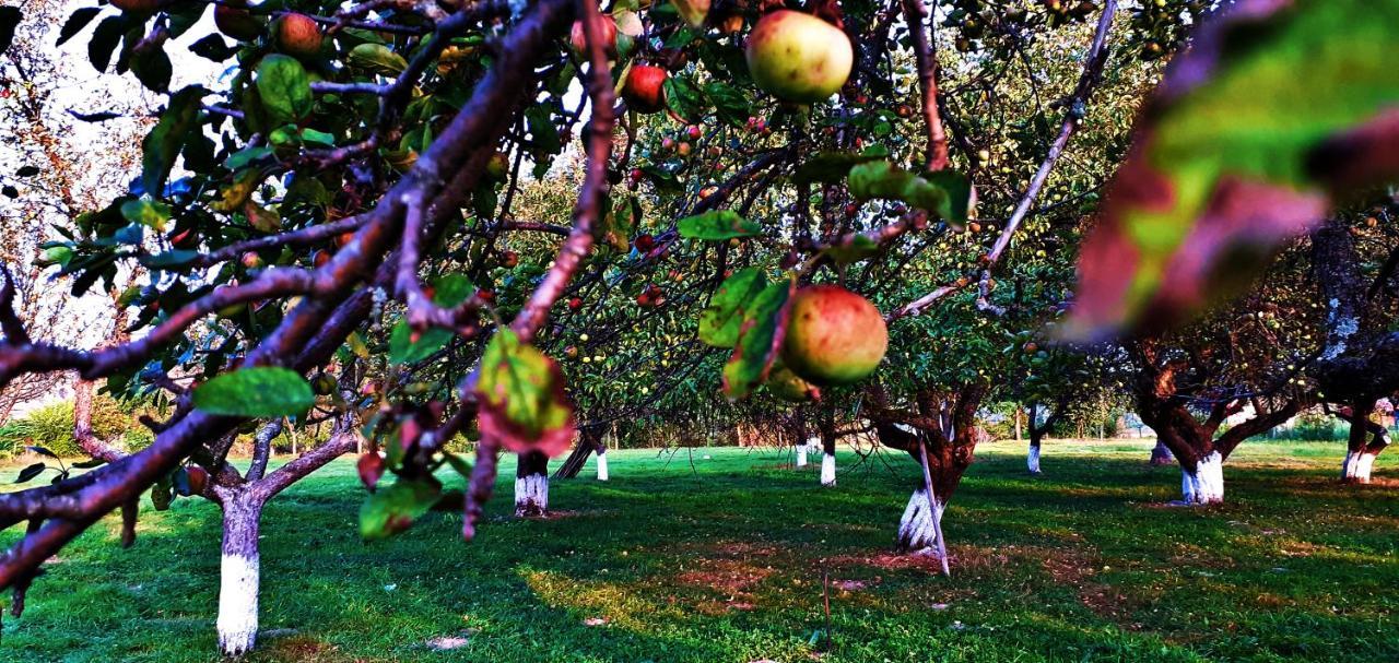 Pensiunea Agroturistica Ica Valea Drăganului 외부 사진