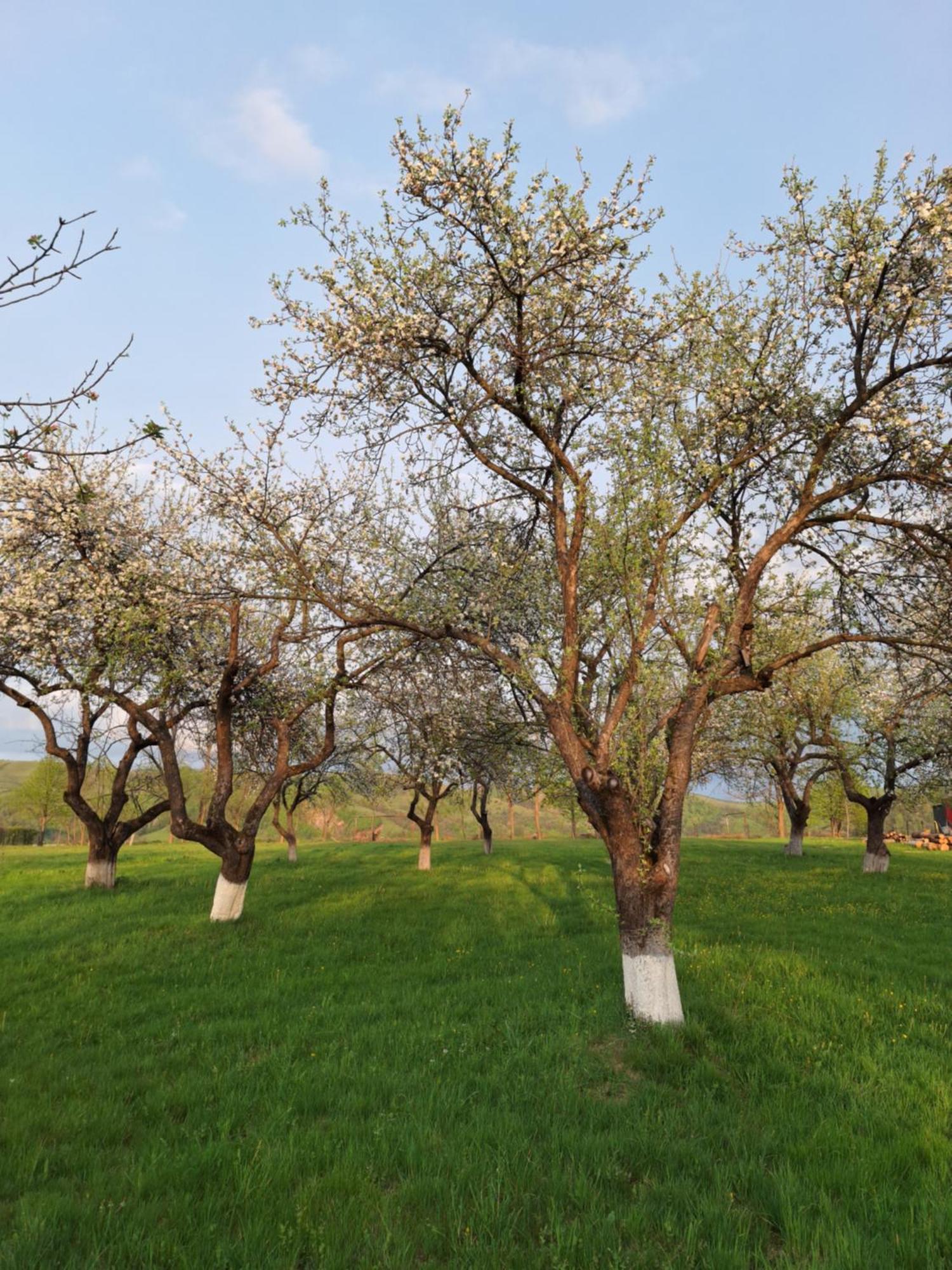 Pensiunea Agroturistica Ica Valea Drăganului 외부 사진
